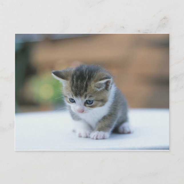 Niedlich Kitten Postkarte (Vorderseite)