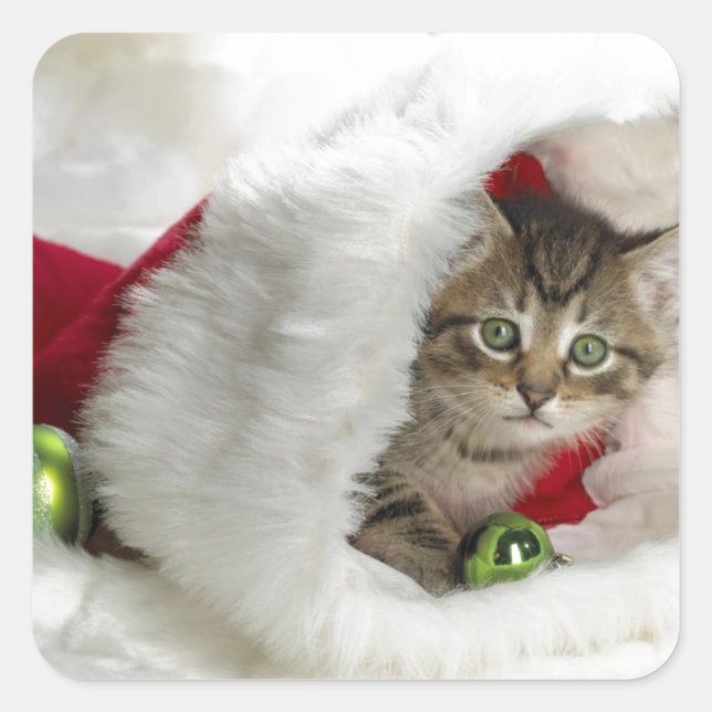 Niedlich Kitten Quadratischer Aufkleber (Vorderseite)