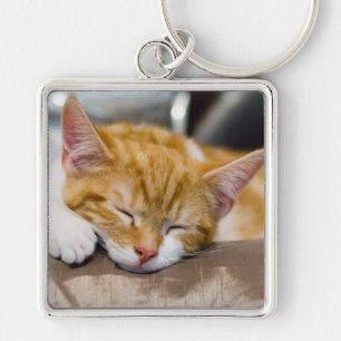 Niedlich Kitten Schlüsselanhänger