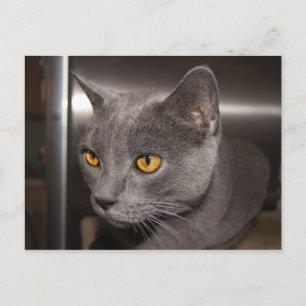 Niedlich Kitty Postkarte