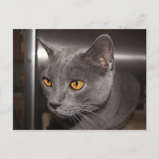 Niedlich Kitty Postkarte