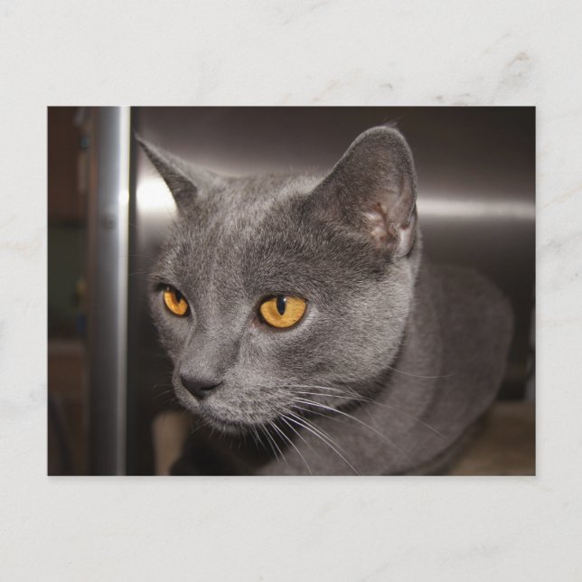 Niedlich Kitty Postkarte (Vorderseite)