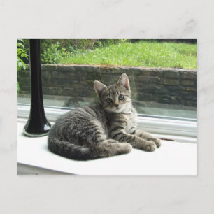 Niedlich Kitty Postkarte