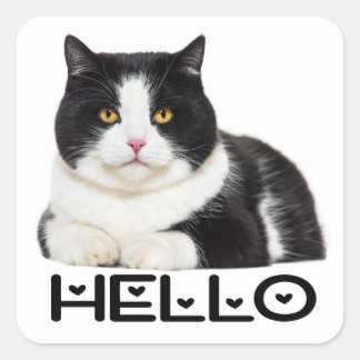 Niedlich Kitty Schwarz-weiß Kitten Hello Cat Quadratischer Aufkleber