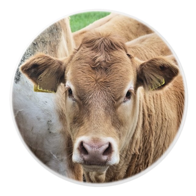 NIEDLICH KLEINER CALF KERAMIKKNAUF (Vorderseite)