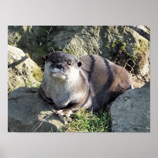 NIEDLICH KLEINER OTTER POSTER (Vorne)