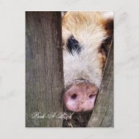 NIEDLICH KLEINER SCHWEIN