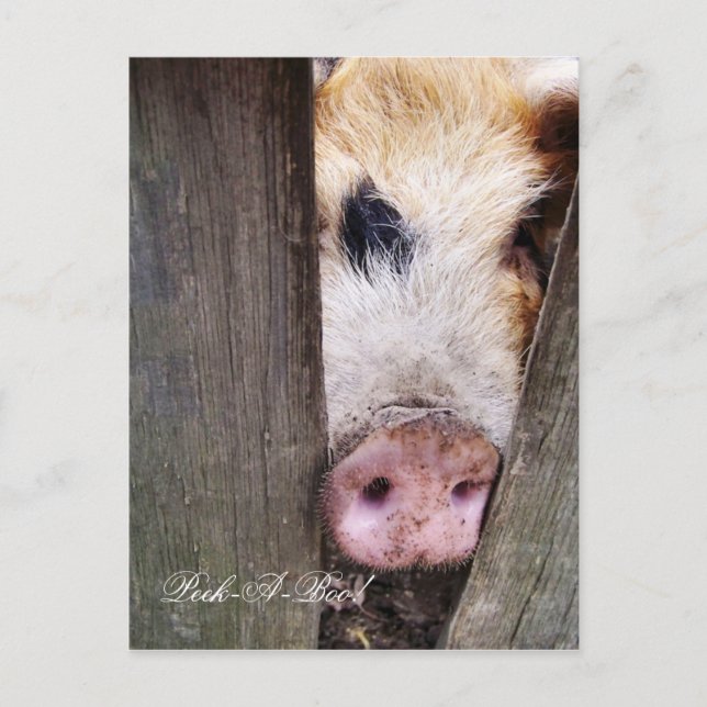 NIEDLICH KLEINER SCHWEIN POSTKARTE (Vorderseite)