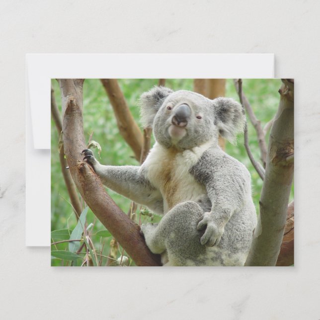 Niedlich Koala (Vorderseite)