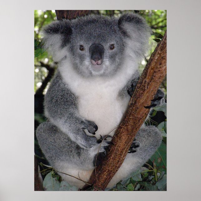 Niedlich Koala Destiny Zazzle Aussi Outback Poster (Vorne)