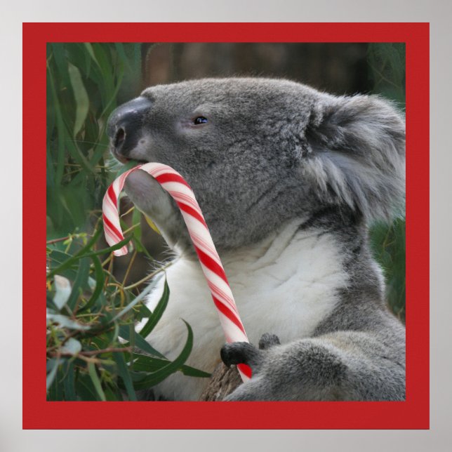 Niedlich Koala Eating Candy Cane Poster (Vorne)