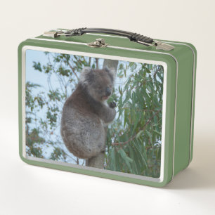 Niedlich Koala in einem Baum, der Grün isst Metall Brotdose