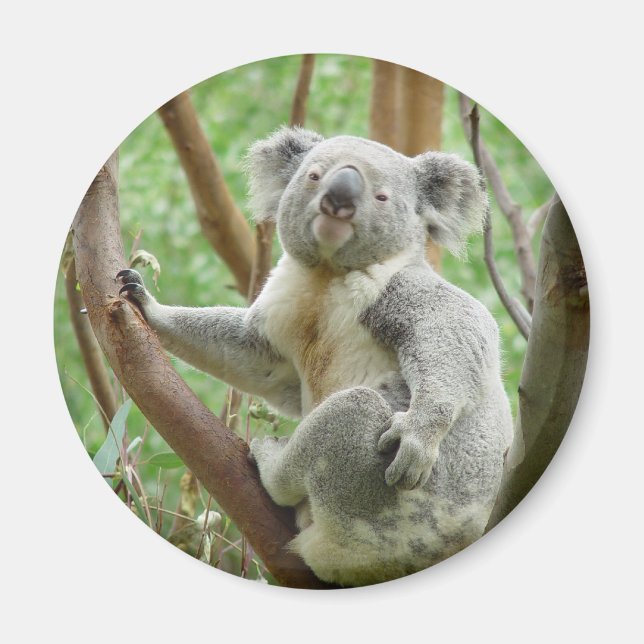Niedlich Koala Magnet (Vorne)
