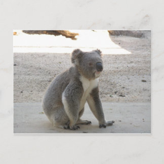 Niedlich Koala Postkarte