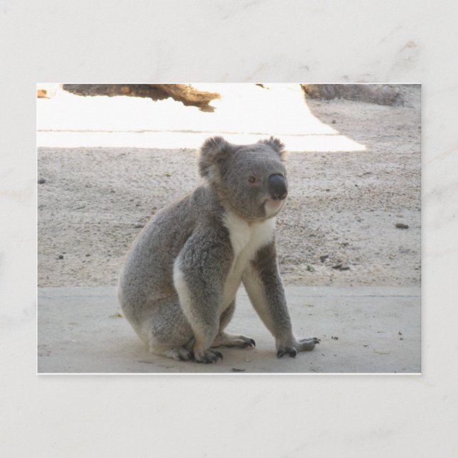Niedlich Koala Postkarte (Vorderseite)