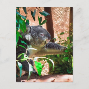 Niedlich Koala Postkarte