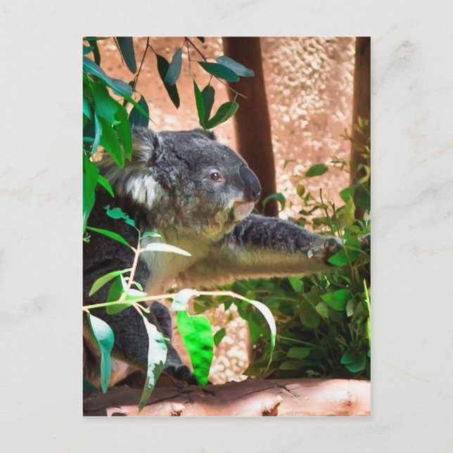 Niedlich Koala Postkarte (Vorderseite)