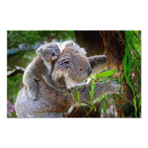 Niedlich Koalas Fotodruck