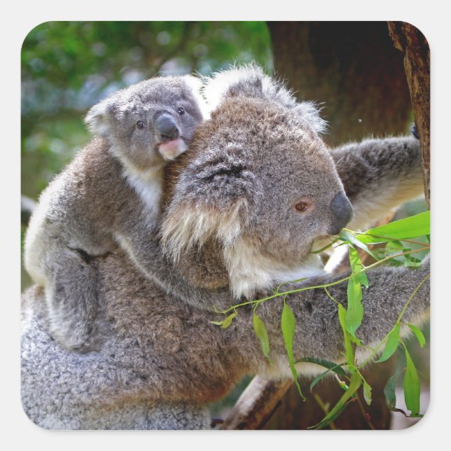 Niedlich Koalas Quadratischer Aufkleber (Vorderseite)