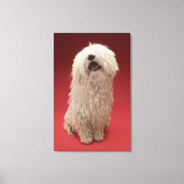 Niedlich Komondor Hund Leinwanddruck (Vorderseite)