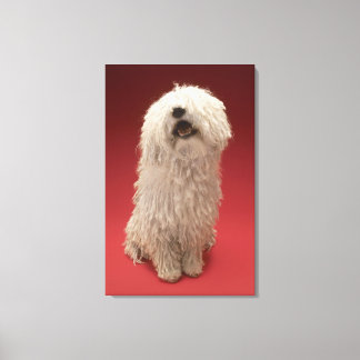 Niedlich Komondor Hund Leinwanddruck