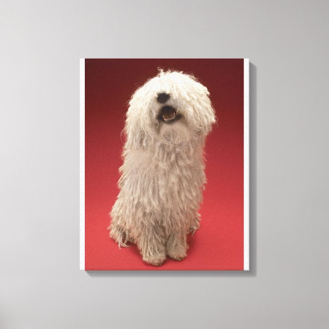 Niedlich Komondor Hund Leinwanddruck (Vorderseite)
