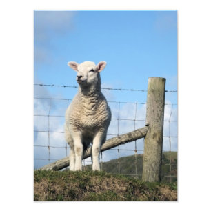NIEDLICH LAMB FOTODRUCK