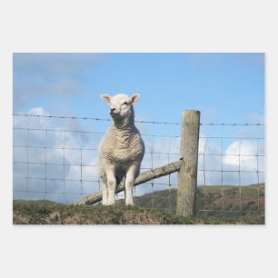 NIEDLICH LAMB GESCHENKPAPIER SET