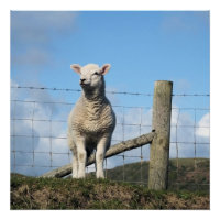 NIEDLICH LAMB