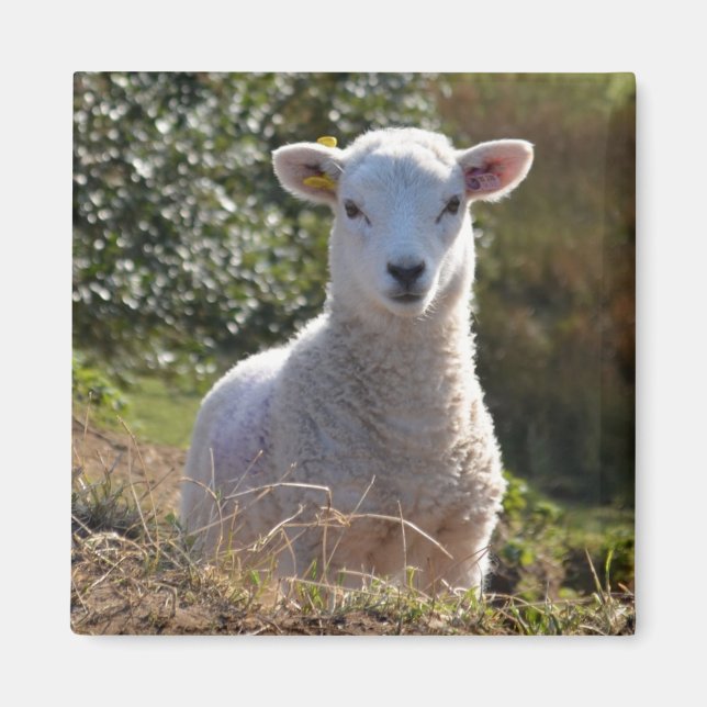 Niedlich Lamm Magnet (Vorne)