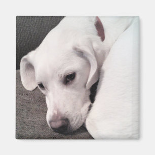 Niedlich Lazy White Labrador Retriever Mix Dog Mag Magnet