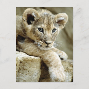 Niedlich Lion Cub Postkarte