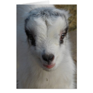 Niedlich Little Amigo