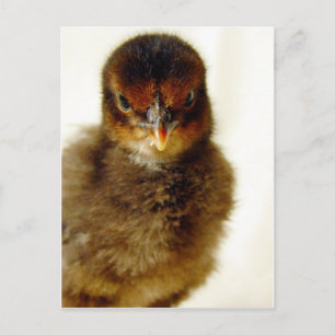 Niedlich Little Chick Postkarte