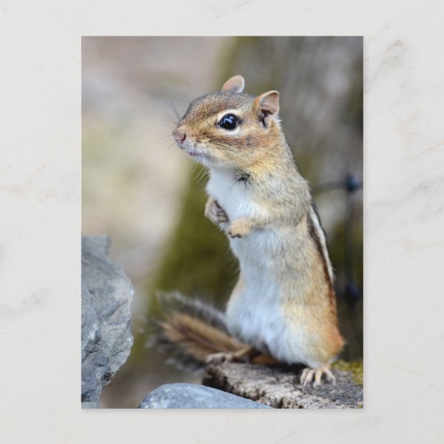 Niedlich Little Chipmunk auf Alert Postkarte (Vorderseite)
