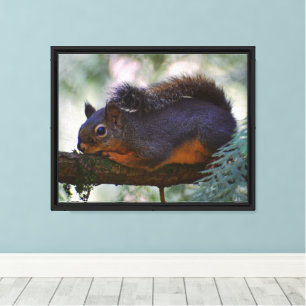 Niedlich Little Douglas Squirrel Wildlife Foto Leinwanddruck