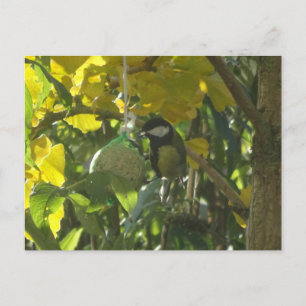 Niedlich Little Eating Bird DIY Postkarte