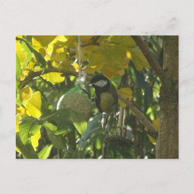 Niedlich Little Eating Bird DIY Postkarte (Vorderseite)