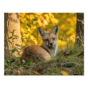 Niedlich Little Fox Fotodruck