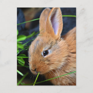 Niedlich Little Golden Bunny Postkarte