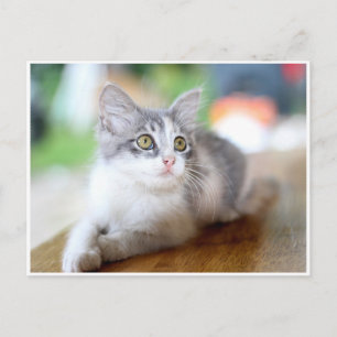 Niedlich Little Gray und White Kitten Postkarte