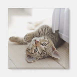 Niedlich Little Kitten Magnet