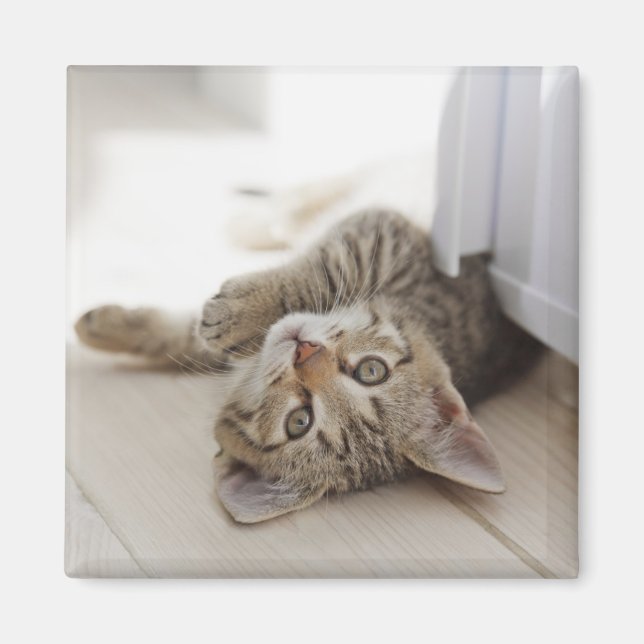 Niedlich Little Kitten Magnet (Vorne)