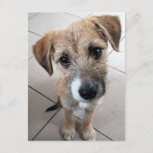 Niedlich Little Sad Dog Postkarte