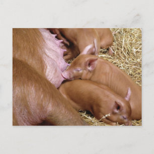 Niedlich Little Tamworth Piglet - Pig Fotografie Postkarte