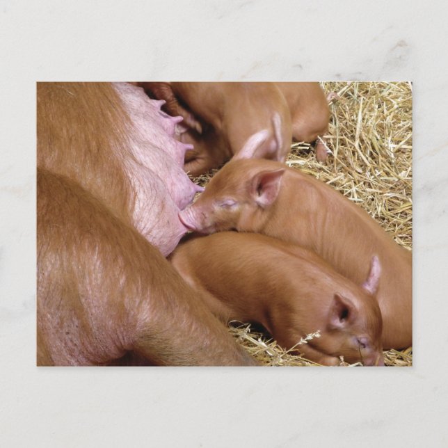 Niedlich Little Tamworth Piglet - Pig Fotografie Postkarte (Vorderseite)