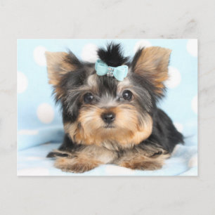 Niedlich Little Tiny Yorkie Pup Design Postkarte