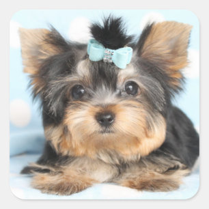 Niedlich Little Tiny Yorkie Pup Design Quadratischer Aufkleber