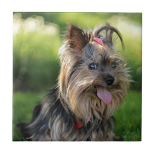 Niedlich Little Yorkshire Terrier Dog Fliese