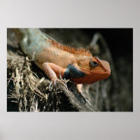 Niedlich Lizard